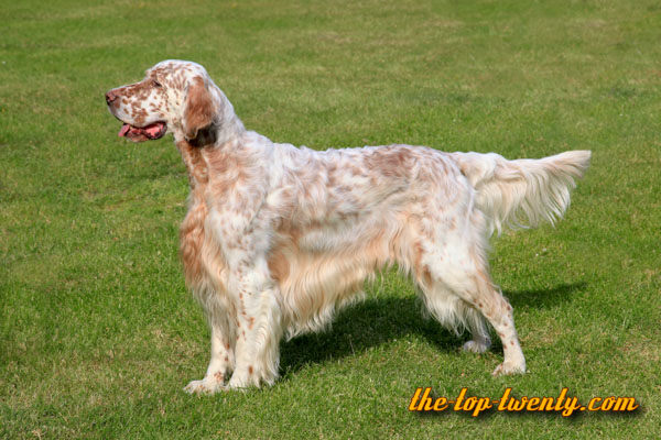 English Setter beliebte Hunderasse